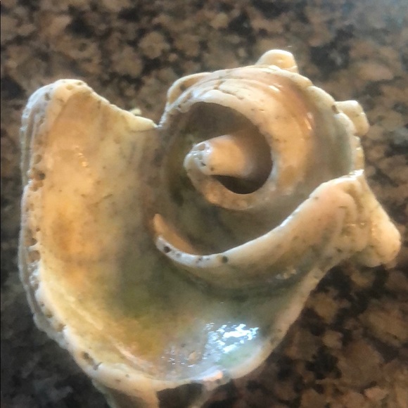 Hawaiian shell - Picture 2 of 2